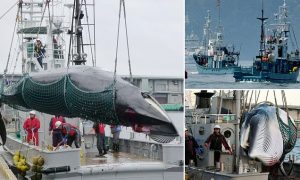 japan-to-start-commercial-whaling-again-mplive.co.in
