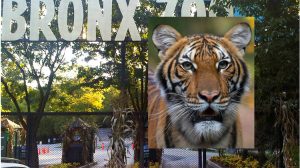 tiger-found-coronavirus-positive-mplive