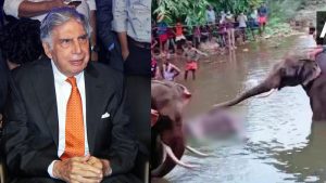 ratan-tata-shares-moving-post-on-pregnant-elephant-killed-in-kerala-asked-for-justice-mplive