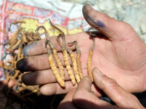 himalayan-viagra-is-vulnerable-species-mplive