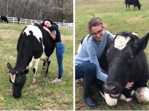 cow-hugging-is-new-trend-is-this-a-therapy-mplive
