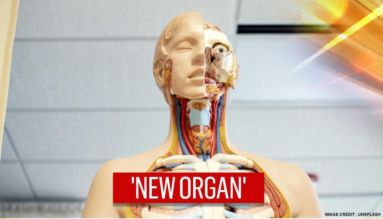 new-salivary-glands-discovery-in-netherlands-mplive