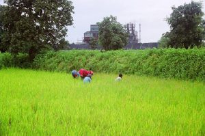 madhya-pradesh-bjp-will-explain-the-success-of-agricultural-laws-mplive
