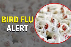 bird-flu-alert-safety-tips-to-avoid-mplive