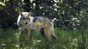 bill-seeks-to-kill-wolves