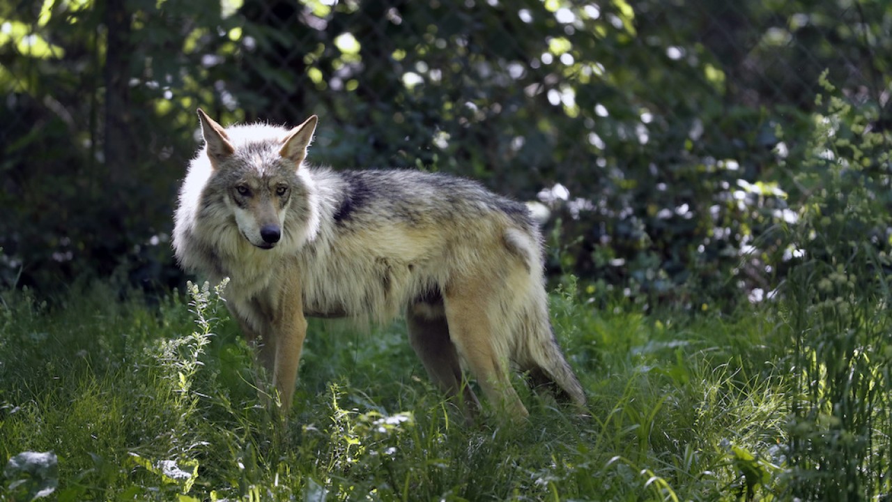 bill-seeks-to-kill-wolves