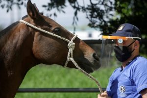 corona-medicine-from-horse-antibodies
