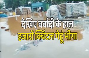 mp-thousands-of-quintals-grain-drenched-in-rain
