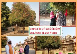 tansen-tree-gwalior-magic