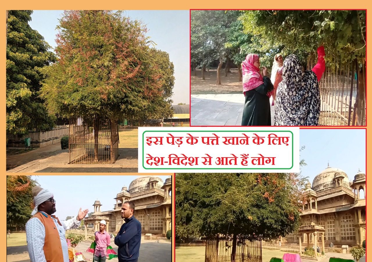 tansen-tree-gwalior-magic