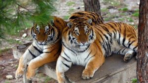 tiger-deaths-highest-in-madhya-pradesh