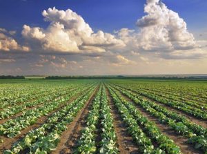 organic-agriculture-claims-shivraj-government