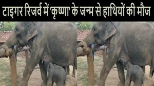 female-elephant-krishna-in-kanha-tiger-reserve