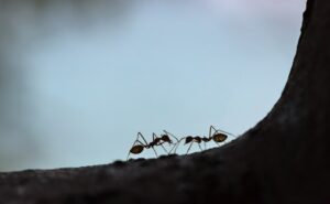 population-of-ants-on-earth