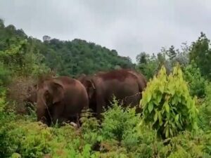 two-elephants-satpura-tiger-reserve