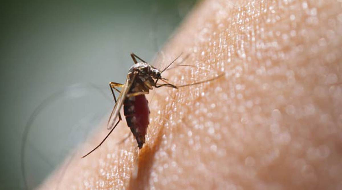 dengue-cases-india