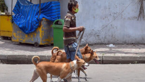 decisions-regarding-pet-dogs-noida