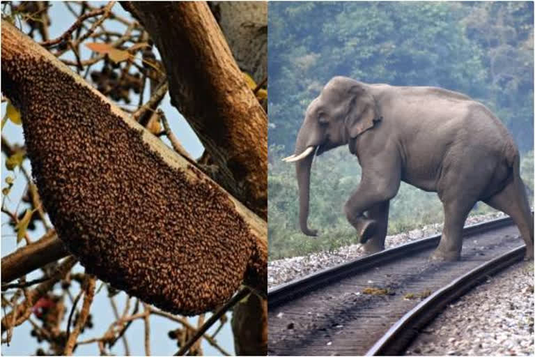 mp-bee-hives-will-be-installed-to-prevent-elephants