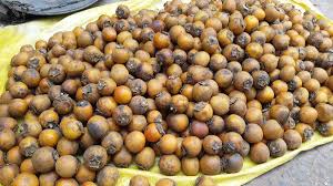 tendu-fruit-of-madhya-pradesh